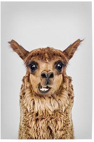 artboxONE Poster 30x20 cm Lama & Alpaka Tiere Happy Llama hochwertiger Design Kunstdruck - Bild Llama Llama Portrait