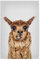 artboxONE Poster 30x20 cm Lama & Alpaka Tiere Happy Llama hochwertiger Design Kunstdruck - Bild Llama Llama Portrait