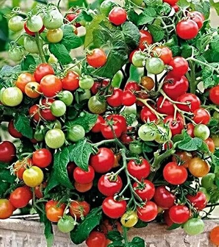 Samen Cherry-, Balkon Tomate Maskotka, Pomidor, nur 20-40cm groß, überhängend (100 Samen)