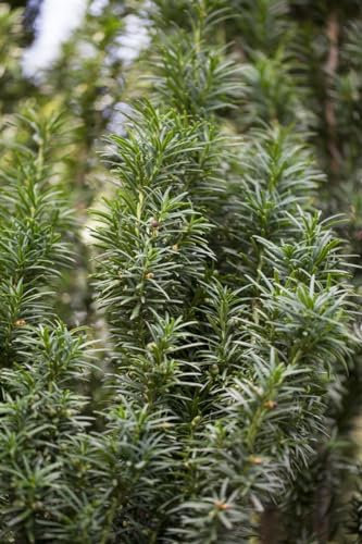 Taxus media 'Straight Hedge' 80-100 cm - Hybrid-Eibe, immergrün, ideal für Hecken, schnittverträglich, winterhart, pflegeleicht