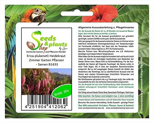 Stk - 10x Erica plukenetii Heidekraut Zimmer Garten Pflanzen - Samen B1433 - Seeds & Plants Shop by Ipsa
