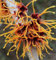 Zaubernuß Aphrodite 30-40cm - Hamamelis intermedia