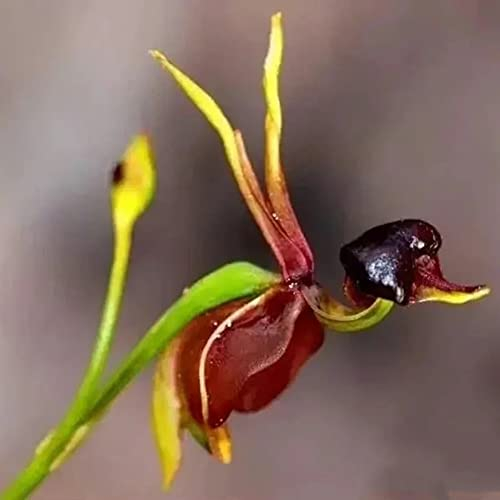 100 Stück Caleana major fliegende Ente Orchidee samen wildflower summer balkonpflanzen winterhart mehrjährig topfpflanzen gärtnern exotische zimmerpflanzen geschenke garten