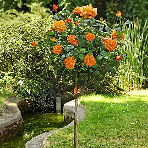Pianta ROSA BREVETTATA LOUIS DE FUNES ®MEILLAND arancione ad ALBERELLO vaso24 FOTO REALE AMDGarden