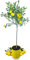 Meine Orangerie Yuzu Baum- Citrus Junos - 110-130cm - Frosthart - echte veredelte Yuzu Zitrone - Fruchtreife Zitruspflanze in Gärtnerqualität - sehr aromatische Früchte für Yuzu Saft