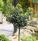 Hochstamm Stechpalme Ilex Heckenzwerg® 60-80cm - Ilex meserveae