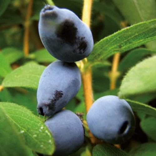 Kamtschatka-Beere Klon 44 1L Garten Pflanze mit Schönen Blüten - Die Perfekte Dekoration für Ihr Grundstück - Für Anfänger und Professionelle Gärtner - Leckeres und Gesundes Obst