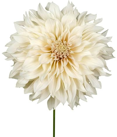 The Bulb Farmers - 14 x Dahlien knollen 'Cafe Au Lait' - Creme Weiß - Blumenzwiebeln direkt vom Züchter - Frühjahrsblüher - Zwiebelgröße 1 (die optimale Größe für den Garten) - Secure Shopping
