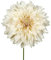 The Bulb Farmers - 14 x Dahlien knollen 'Cafe Au Lait' - Creme Weiß - Blumenzwiebeln direkt vom Züchter - Frühjahrsblüher - Zwiebelgröße 1 (die optimale Größe für den Garten) - Secure Shopping
