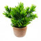 Leaf Design UK Realistic Artificial Foliage Plant with Pot, 22cm, Honey Dark