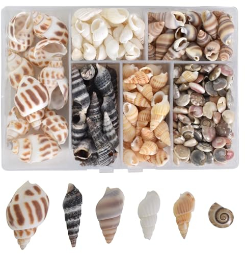 Gemischte Beach Conch Muscheln, Ungebohrt Muscheln Zum Basteln, Natürliche Kleine Muschel Perlen, Muscheln Deko Mit Aufbewahrungsbox, Muscheln für Armbandschmuck, Strand-Mottopartys, Aquarium