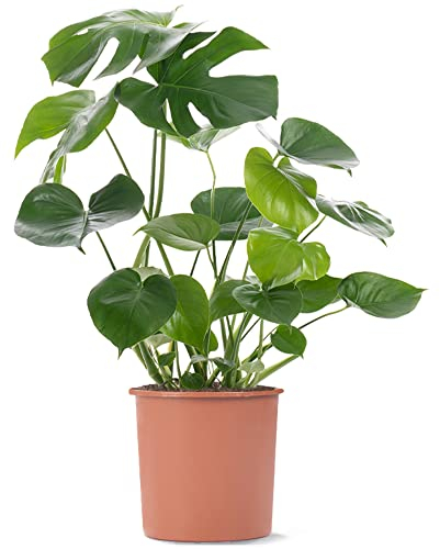 Pianta del formaggio svizzero Monstera Deliciosa, pianta da interno sempreverde in vaso.