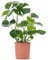 Pianta del formaggio svizzero Monstera Deliciosa, pianta da interno sempreverde in vaso.