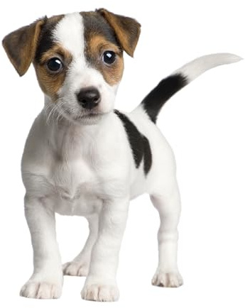 kleberio Aufkleber Jack Russel Terrier selbstklebend Sticker Autoaufkleber Motorradhelm Dekoration Wohnwagen Heckscheibenaufkleber Car Set wetterfest 20 x 23 cm