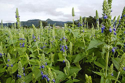 SALVIA HISPANICA - CHIA - NR.100 SEMI