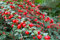10 x Cotoneaster dammeri 'Coral Beauty‘ (Immergrün/Stauden/Staude/Mehrjährig/Gehölz/Bodendecker/Winterhart) Teppichmispel - Bodendecker mit strahlendem Fruchtschmuck - von Stauden Gänge