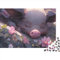 Schwein-Puzzle für Erwachsene, lustig, 1000 Teile, Spielzeug, Denkspiel, Bildung, Spiel, Herausforderung, pädagogisch, 1000 Stück (75 x 50 cm)