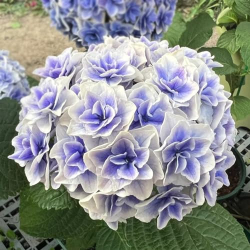 200 piezas semillas de flor de hortensia bola de nieve Plantas resistentes al exterior. hortensia plantas de jardin semillas de jardín plantas de balcón resistente plantas de jardín