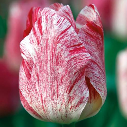 Lot de 10 tulipa Rembrandt Kanok - Les fleurs ressemblent à une toile - Bulbes à floraison printanière - Crée un festin visuel de couleurs - pour votre beau jardin