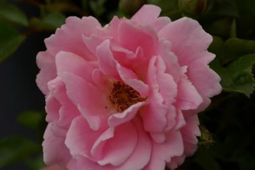 Rosa Sommerwind® - Bodendeckerrose - Beetrose - ADR Rose Stückzahl 10
