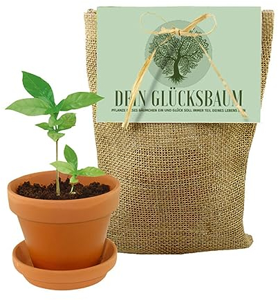 Ja-Hochzeitsshop Pflanzset Baum Set - Geburtstags - Einweihung - Geburt - Geschenk/Geschenkidee - Glücksbaum - Robinie