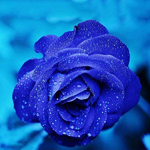 seedsown Keimfutter: 50 Stück Seltene Tropische Feigen Bonsai Mini Feigenbaum Bonsai Pflanze Bonsai Seltene Frucht Bon