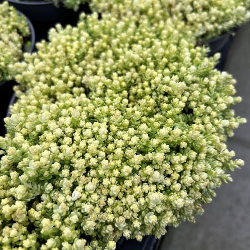 Pianta vera di Sedum acre Yellow Queen - Diametro Vaso Ø 13 cm