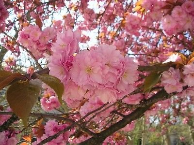 Japanische Kirsche Sakura Prunus Serrulata Bonsai Zier, 10 Samen