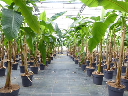 gruenwaren jakubik Angebot Bananenstaude Musa Basjoo 140-170 cm winterhart Staude japanische Faserbanane