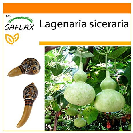 SAFLAX - Garden in the Bag - Bottle Gourd - 15 Seeds - Lagenaria siceraria