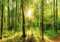 decomonkey - Papier Peint Panoramique Revetement Panoramique Mural Foret 550x250 cm - Décoration murale – Tapisserie pour chambre salon - Des arbres paysage forêt feuilles nature paysage