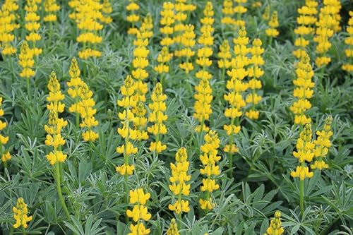 Lupine (Lupinus luteus) Samen (in gelb). Sehr guter natürlicher Gründünger! (1000 Samen = 100,0g)