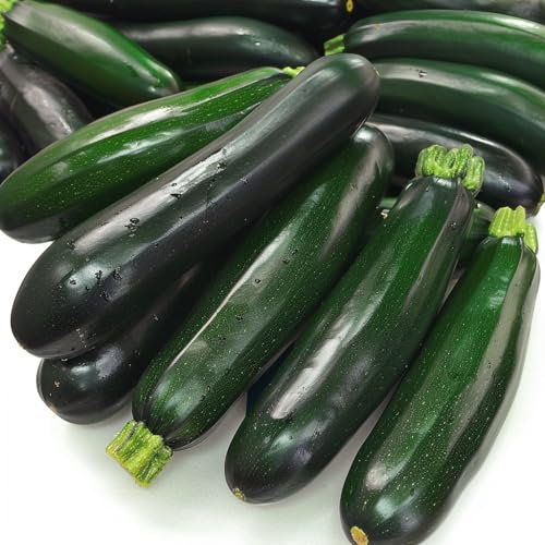 15 Samen Zucchini Black Beauty SemiSauvage Permaculture