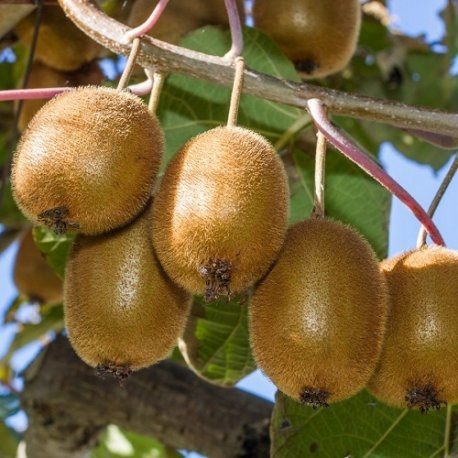 Kiwi - Actinidia deliciosa Jenny - Vaso 1,5 litro (Pianta rampicante - Pianta adulta) - Muri e recinzioni, Pergola, Balconi e terrazze | ClematisOnline - clematidi e rampicanti più economiche