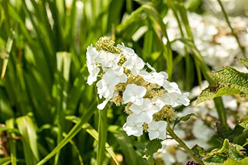 Eichenblatthortensie Hydrangea quercifolia Ruby Slippers 40-60 cm winterhart