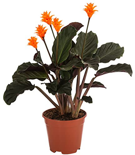 Dehner Korbmarante, dunkelgrüne Blätter, ca. 30-40 cm,Ø Topf 14 cm