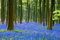 Hasenglöckchen, Hyacinthoides 5 Zwiebeln
