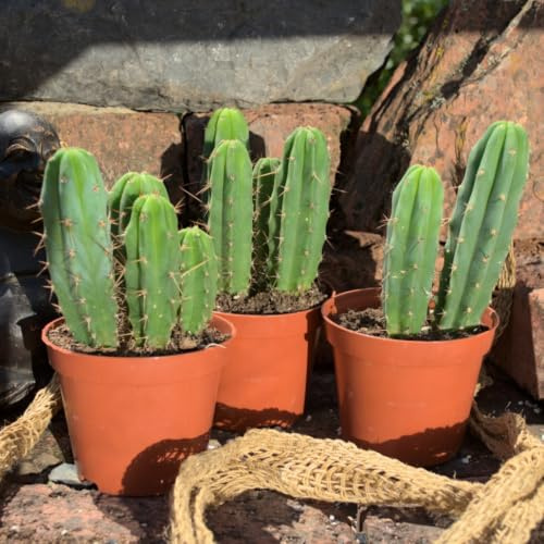 Trichocereus bridgesii, 12 Pflanzen, aufgeteilt in 3 Töpfe.