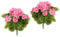 Flair Flower künstlich Geranie Geranienstrauß Pelargonien Beetpflanze Balkonblume Seidenblumen Kunstblume Kunstpflanze Tischdeko Dekoblumen Dekopflanz, 021063RS, Rosa, 32x20x16 cm