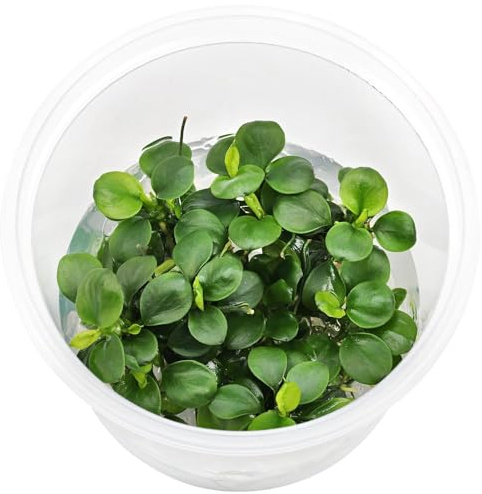 Aquasabi - Anubias barteri var. nana 'Mini Coin' - in Vitro 5,5 cm - Vordergrund Wasserpflanze für Aquarium - in Vitro Aquarienpflanze - Aquascaping
