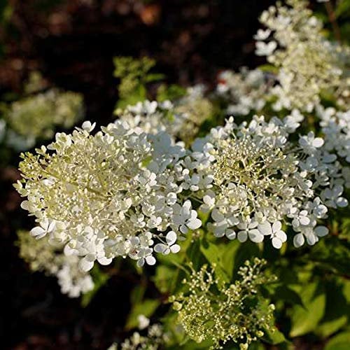 Hydrangea Paniculata 'Phantom'- Hortensia paniculé 'Phantom' 40-50 cm en conteneur