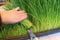 2kg seeds of Wheat 'Cat Grass' Seed Juicing/Sprouting