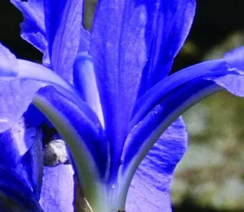 Lincolnshire Pond Plants Ltd - Marginal Aquatic Pond Plant - (Iris Laevigata) - 1Ltr Potted