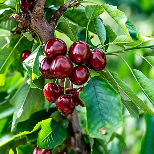 Kirschbaum Samen Obstbaum Obst Frisch Bio Saatgut Exotische Pflanzen Kirsch Winterhart MehrjäHrig Gartenpflanzen Gartenbedarf Terraplanter Baumsamen Sukkulenten Sapote Frucht 50 Kirschsamen