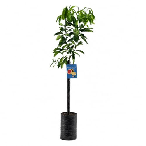 Pianta di Pompelmo - Citrus paradisi - Frutto Rosa - H100cm inclusa Fitocella