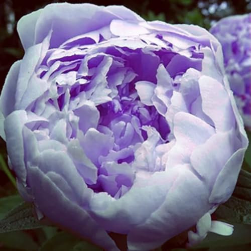 Winterharte Pfingstrosen sind Blumenzwiebeln mit wunderschönen, leuchtenden Farben, die sehr dekorativ sind und sich leicht züchten lassen-1 zwiebel-B