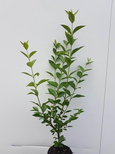 100pcs troènes Atrovirens 50–80 cm (hauteur de plante pure) – Ligustrum Atrovirens – plants à racines nues – plantes de haie – plante de jardin – haie dense et persistante