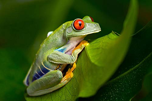 Puzzel Für Erwachsene Holzpuzzle 1500Bunter Frosch Auf Dem Blatt Kind Oder Einen Freund