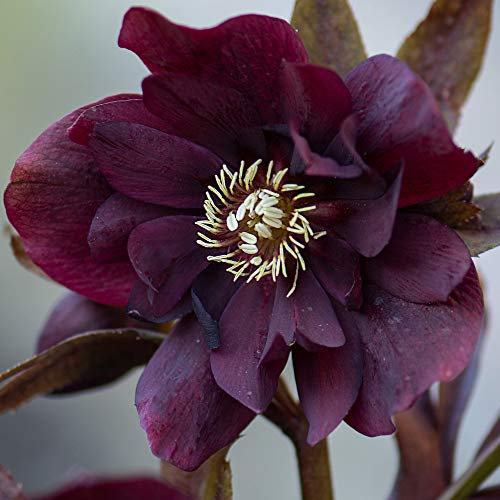 You Garden - Hellebore Double Ellen Purple 9cm