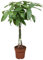 Trendyplants – Pachira Aquatica – Albero dei soldi – Pianta d'appartamento – Altezza 110 – 130 cm – Dimensioni vaso Ø 24 cm